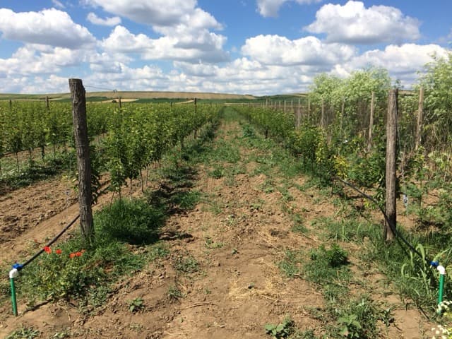 Završena ugradnja zalivnog sistema